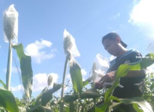 Hindari Serangan Hama Burung Jelang Panen, Petani Tutupi Sorgum dengan Plastik