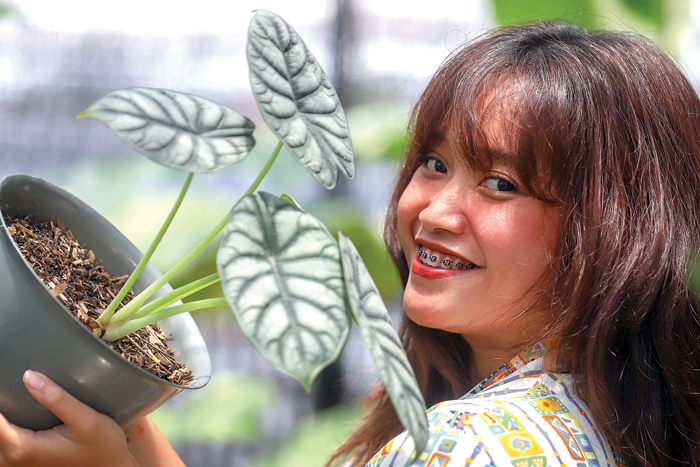 Merawat Tanaman Alocasia Dragon Silver Bebas Tungau dan Berdaun Lebar