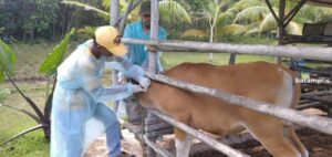 179 Ekor Sapi di Bintan Sudah Jalani Vaksinasi PMK Tahap Kedua