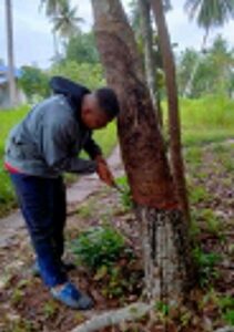 Harga Karet Turun, Petani Mengeluh 