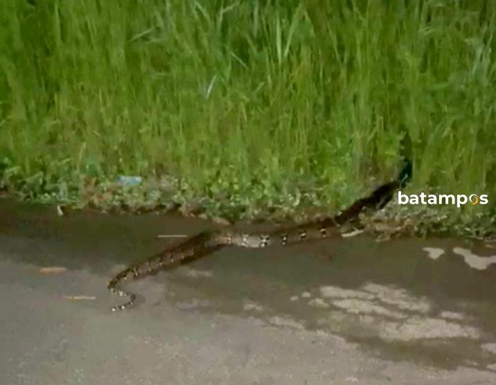 Musim Pengujan, Penampakan Ular di Komplek KDA Bikin Heboh