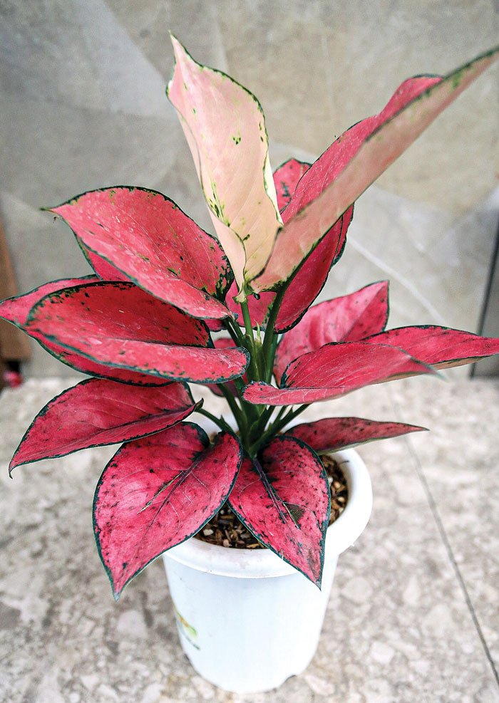 Daun Aglaonema Widuri dan Komkom Perlu Dipijat Supaya Mempunyai Pola Melingkar