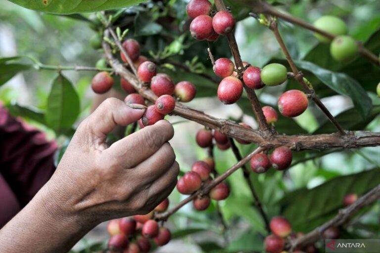 Ada Fenomena Pegawai di Kota Besar Banting Setir jadi Petani di Desa