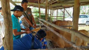 DKPP Bintan Ambil Sampel Darah Hewan Ternak Sapi di Bintan