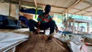 Pisahkan Bulir Sorgum dengan Manual, Petani Sebut untuk Dapat 100 Kilo Bisa Dua Hari