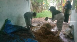 Petani Bintan Diharapkan Bisa Hasilkan Sorgum dengan Label Benih Bersertifikat