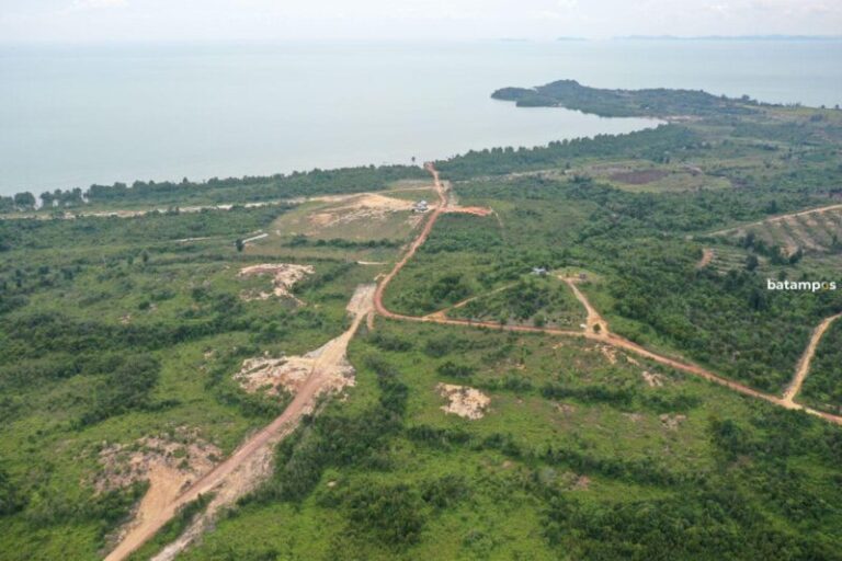 47 Persen Hutan di Kepri Hilang