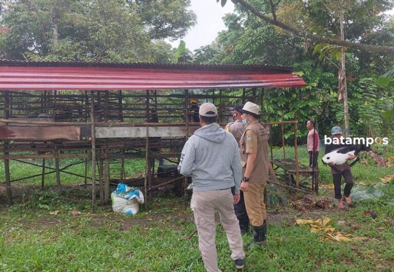 7 Ekor Kambing Asal Batam Dilarang Masuk Tanjungpinang Sebab …