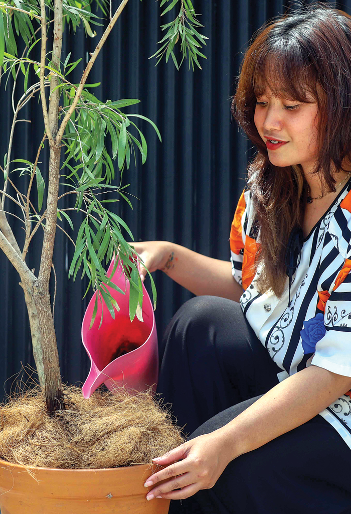 Pohon Kayu Putih Hiasi Ruangan Sekaligus Pengusir  Nyamuk