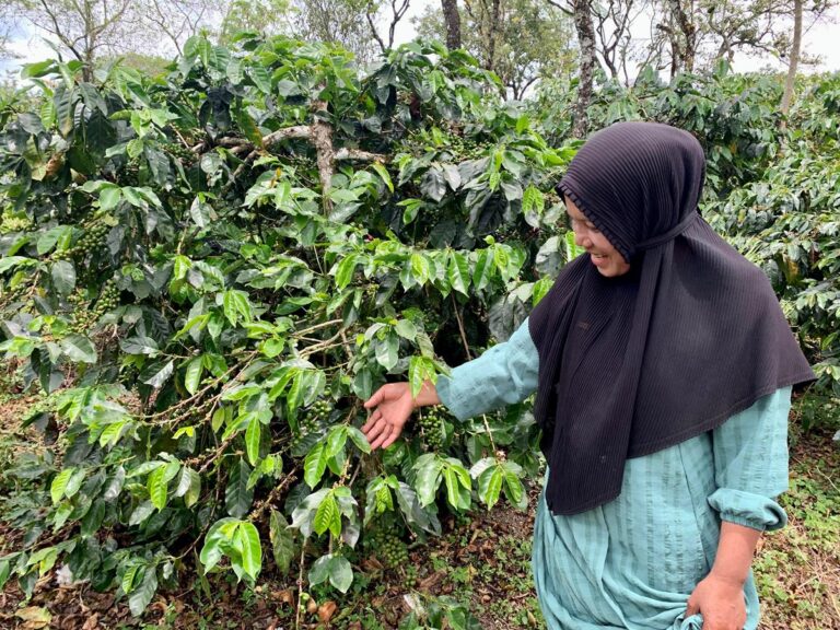 Amerika Serikat Luncurkan “Resilient Coffee” Dukung 14 Ribu Petani Kopi Indonesia