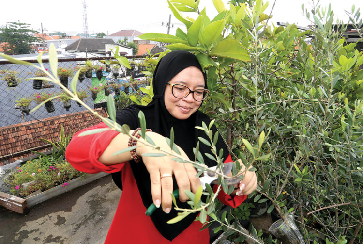Budidaya Zaitun dan Kurma di Iklim Tropis, Kuncinya pada Media Tanam
