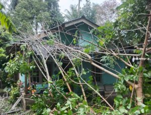 Rumah Warga di Desa Pengujan Tertimpa Pohon