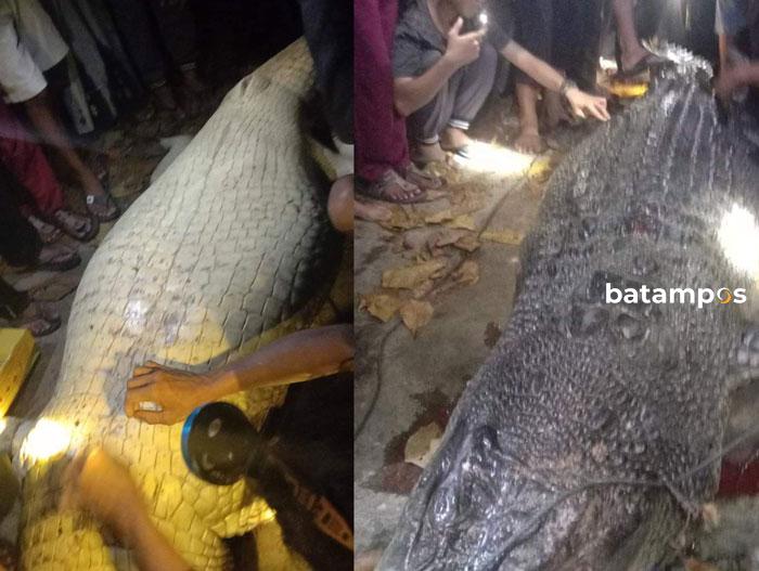 BKSDA: Ada 4 Kejadian Interaksi Buaya Dengan Manusia di Batam