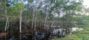 Kebun Terendam Banjir, Petani di Kundur Tak Dapat Menoreh Getah Karet