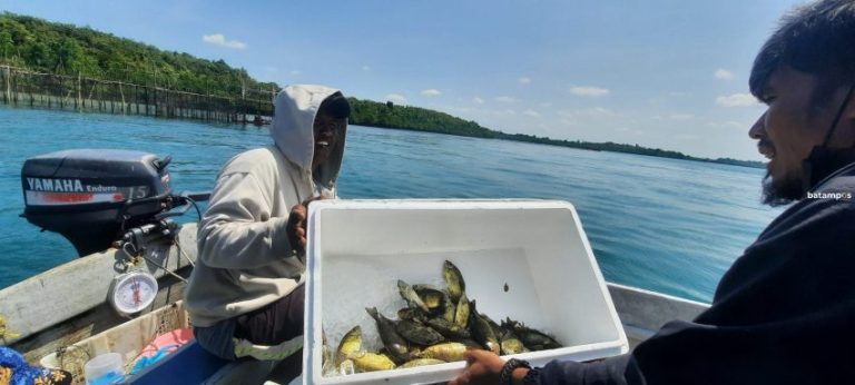 Produksi Ikan Dingkis Berkurang, Harga Jual Juga Turun