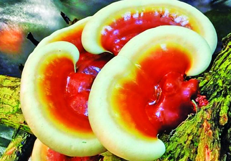 Tak Bisa Dimanfaatkan untuk Makanan, Jamur Reishi Populer sebagai Obat