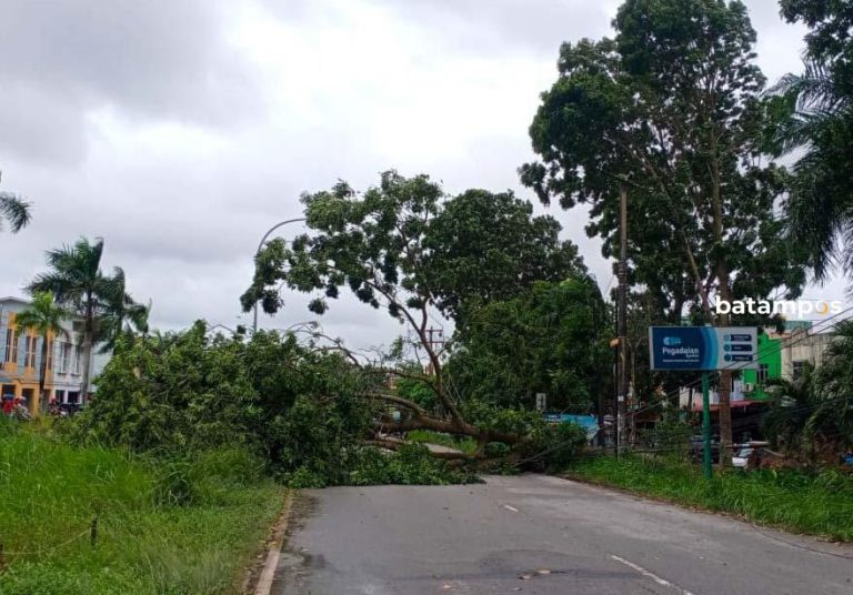 Pohon Tumbang, Jalan Marina City Macet Total