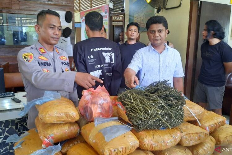 Penjaga Sekolah di Padang Pariaman Sembunyikan 36 Kg Ganja di Perpustakaan