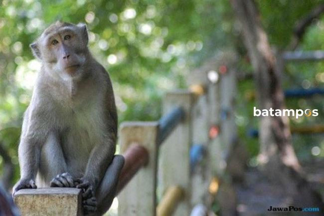 Monyet Liar Berkeliaran di Kawasan Batamcenter