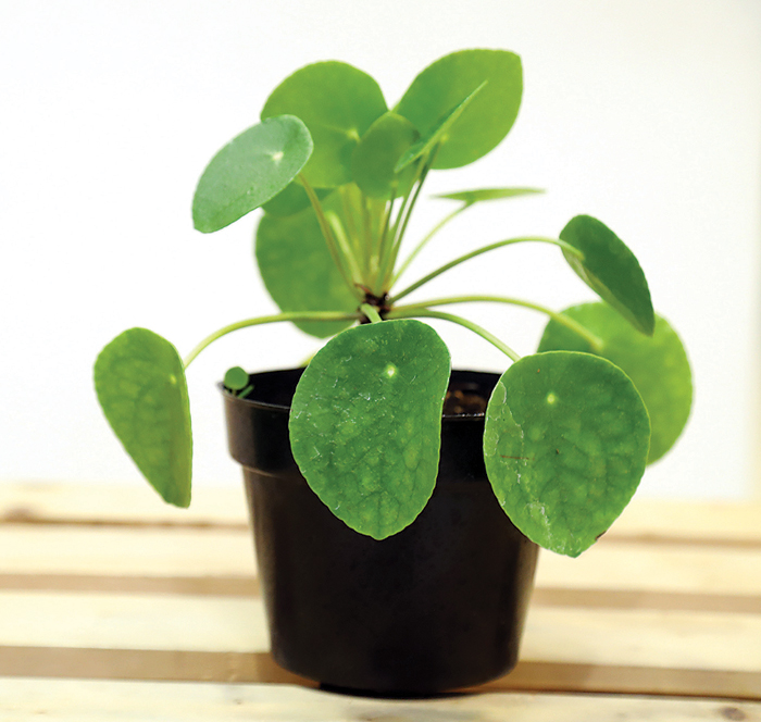 Chinese Money Plant, Diburu Saat Imlek, Perawatannya Mudah