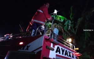 Evakuasi Monyet Terlilit Kabel di Desa Teluk Sasah, Pemadam Nyaris Digigit