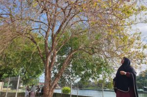 Mekarnya Bunga Sakura di Kijang Jadi Spot Foto yang Menarik bagi Wisatawan Lokal
