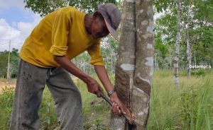 Harga Karet di Bintan Terus Turun