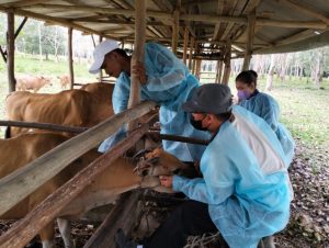 DKPP Bintan Minta Peternak Waspadai Penyakit Kulit Berbenjol pada Hewan Ternak Sapi