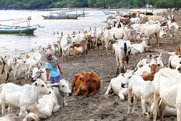 Di Sini Sapi Tak Perlu Tetenger, Cukup Dihafal Wajahnya