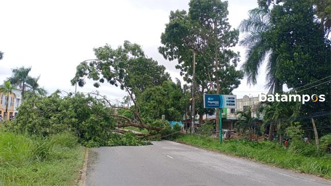 Pohon Tua di Pinggir Jalan Ancam Keselamatan Pengendara