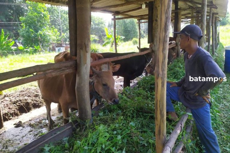 Syarat Memasukkan Sapi ke Tanjungpinang