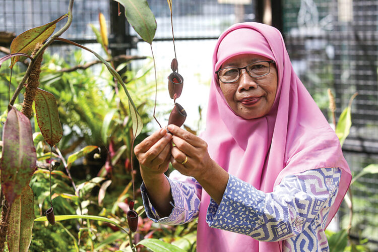 Upaya Tri Handayani Tepis Mitos Tanaman Kantong Semar Bisa Bergerak