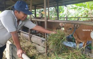 600 Ekor Sapi Akan Didatangkan dari Kupang ke Bintan
