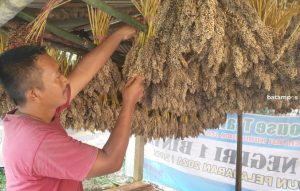 Sorgum Mulai Panen, Petani Kampung Sungai Jeram Manfaatkan Pekarangan Rumah untuk Menyimpan Sorgum