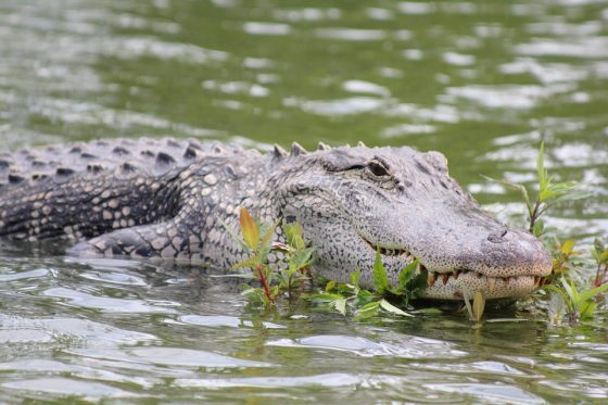 Buaya Muncul Dekat Bandara, Konservasi Wilayah II Batam Lakukan Pemantauan