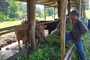 600 Sapi dari NTT akan Masuk ke Pinang