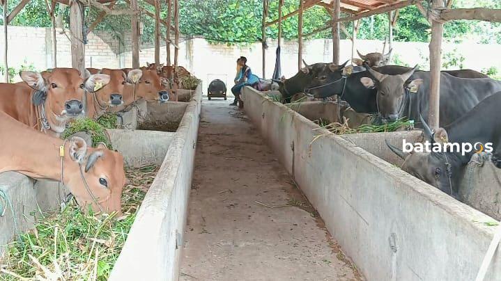 600 Sapi dari NTT akan Masuk Tanjungpinang