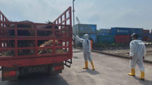 Satgas PMK Kabupaten Bintan Awasi Masuknya 524 Ekor Sapi dari NTT sebelum Dikirim ke Tanjungpinang di Pelabuhan Sribayintan Kijang