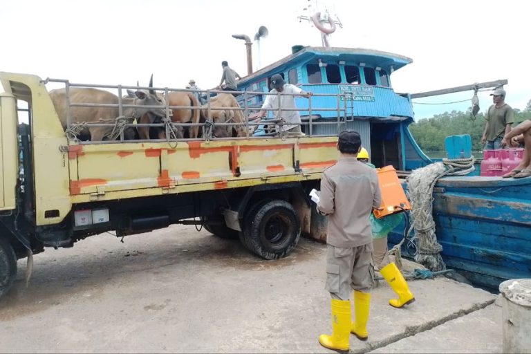 25 Ekor Sapi Anambas Tiba di Tanjungpinang, untuk Memenuhi Kebutuhan Lebaran