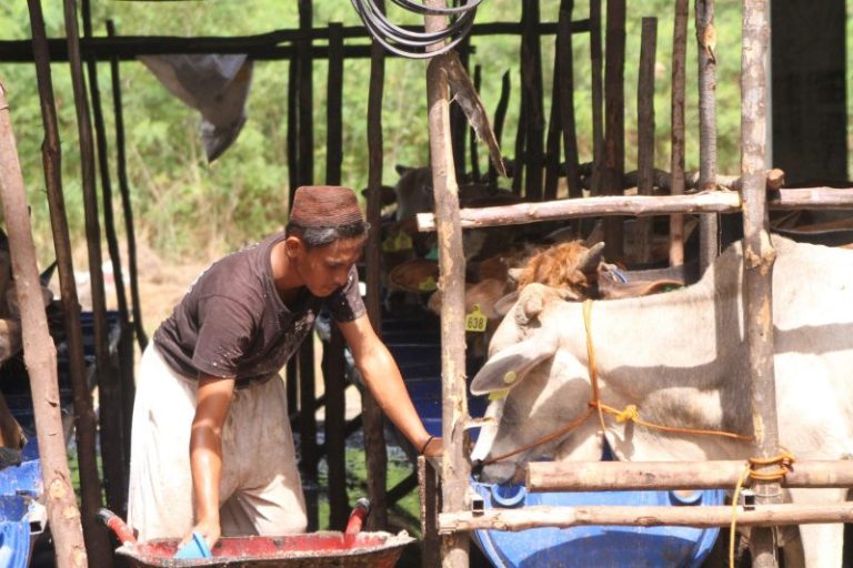 Dinas Pertanian dan Perternakan Kota Batam Pastikan Sapi Kurban Sehat dan Layak