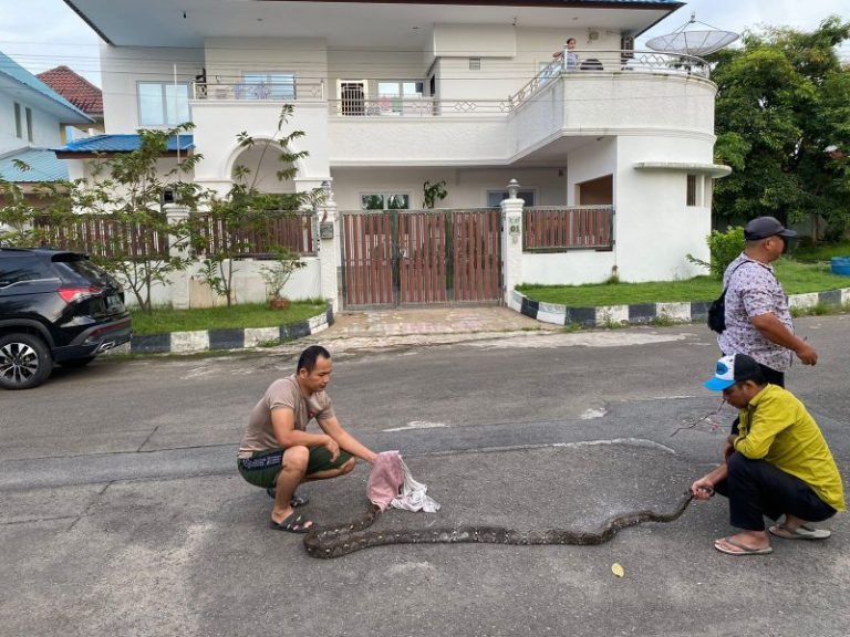 Ular Sanca Sepanjang 3,5 Meter Hebohkan Warga Taman Duta Mas