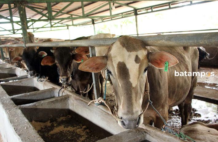 550 Ekor Sapi dari NTT Segera Tiba di Batam