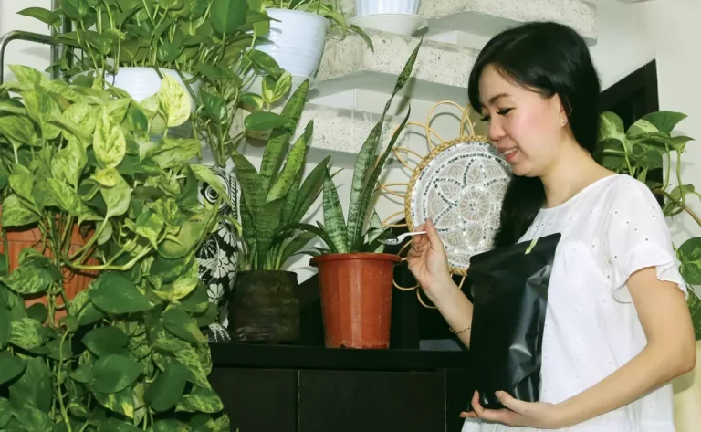 Sirih Gading dan Sansevieria Cocok untuk Tanaman Pembersih Udara