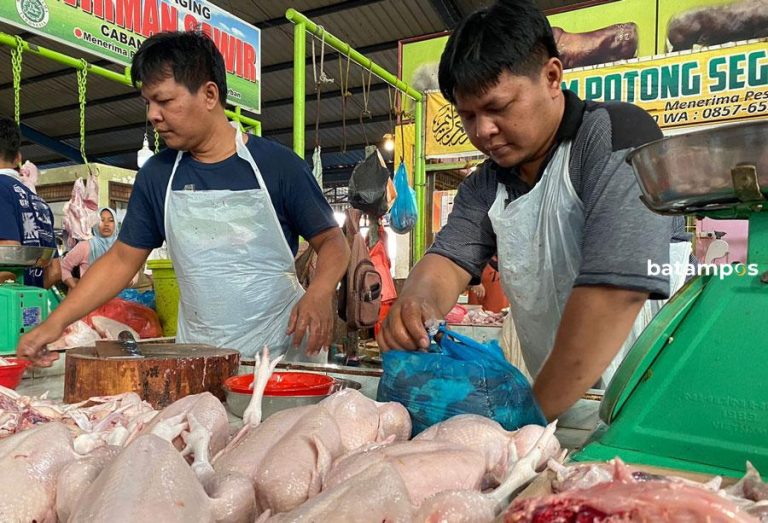 Harga Ayam Potong Mulai Naik, Stok Menipis Usai Diekspor ke Singapura