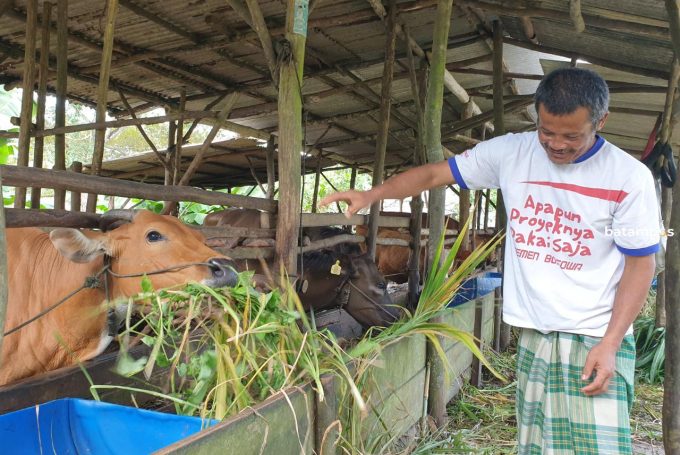 Stok Sapi Berkurang, Harga Sapi di Bintan Melonjak
