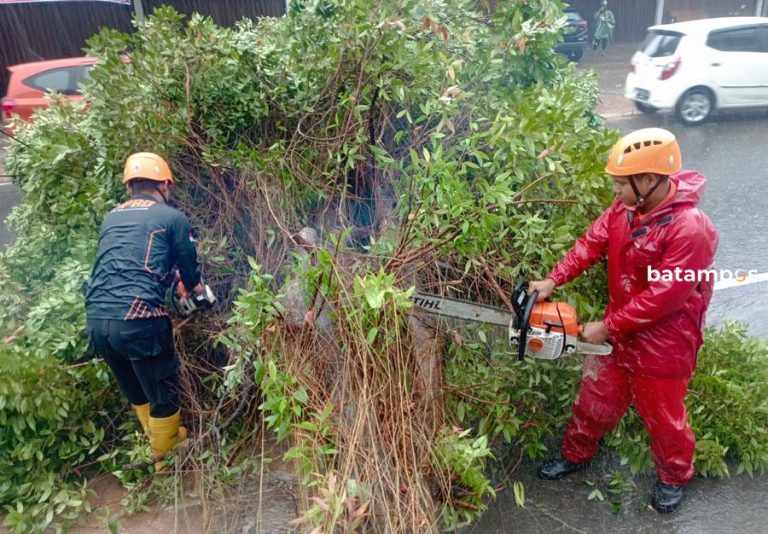 Hujan Deras Disertai Angin Kencang, Tumbangkan Pohon pada Lima Lokasi di Tanjungpinang