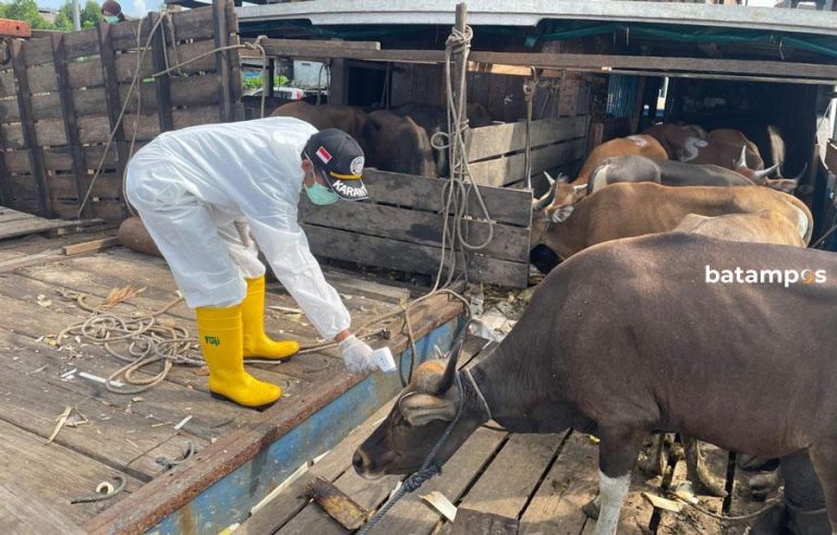 36 Sapi Kurban Asal Anambas Tiba di Tanjungpinang