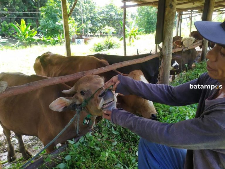 Natuna Pasok 100 Ekor Sapi ke Karimun
