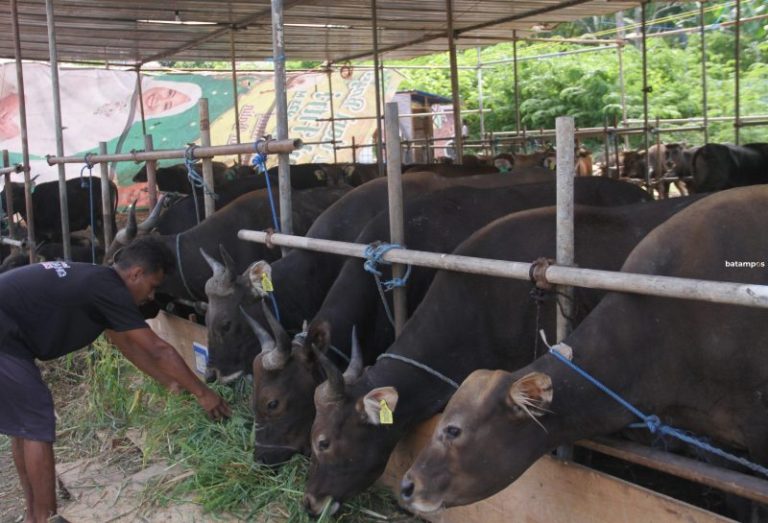Kandang Amanah HKTI Layani Kebutuhan Hewan Kurban di Batam