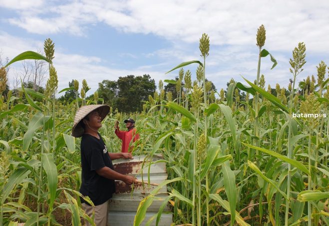Sensus Pertanian 2023, BPS Kepri Kerahkan 819 Petugas